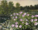 lilly pond Scarborough web.jpg (128374 bytes)